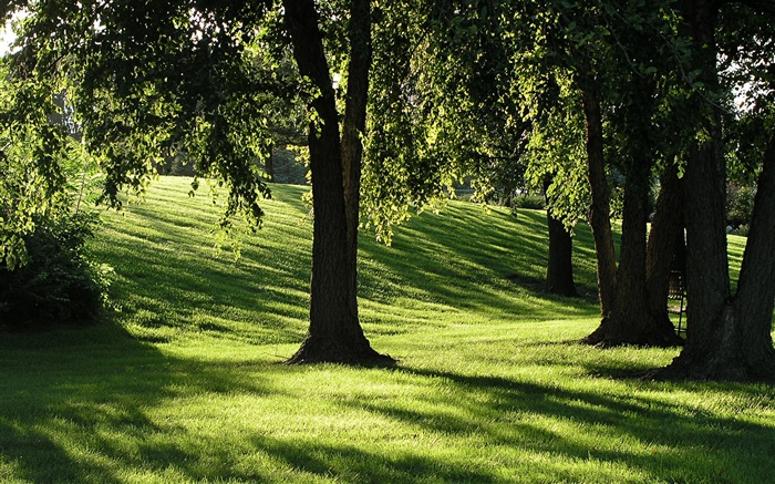 陰影，草，樹木，太陽光線 桌布 圖片
