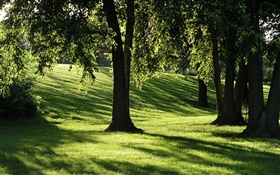 陰影，草，樹木，太陽光線 高清桌布