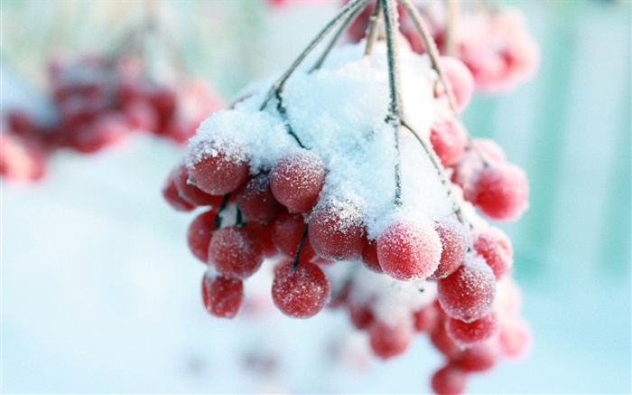 雪，紅色漿果 桌布 圖片