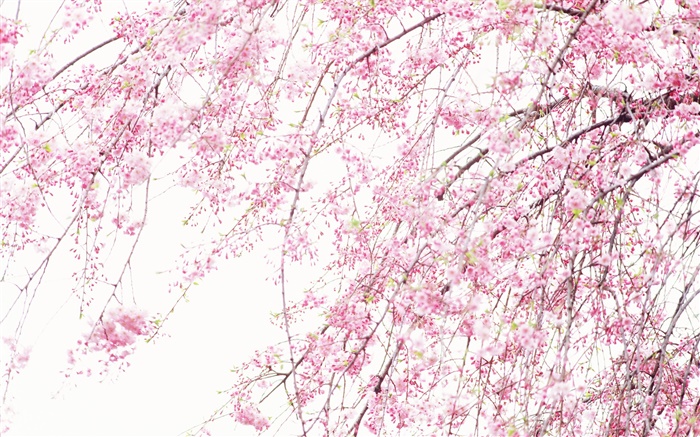 春天美麗的花朵，粉紅色的櫻花 桌布 圖片