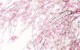 春天美麗的花朵，粉紅色的櫻花 高清桌布