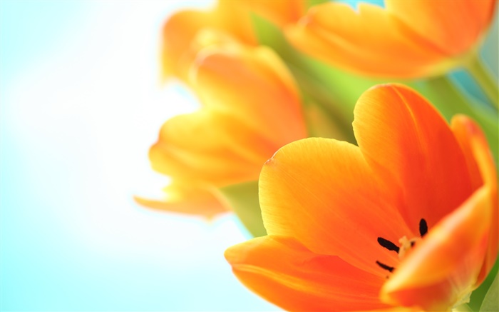春天的花，橙色鬱金香 桌布 圖片