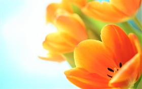 春天的花，橙色鬱金香 高清桌布