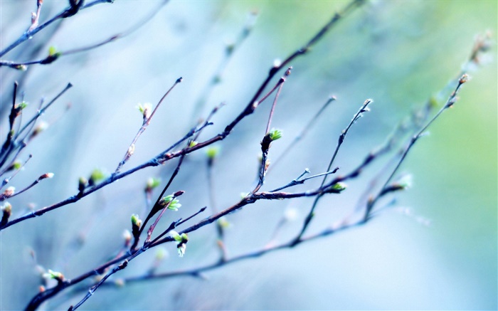 春天的樹枝，芽，模糊背景 桌布 圖片