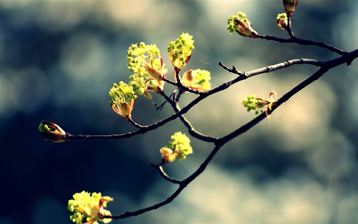 春天，樹枝，新鮮的葉子，背景虛化 桌布 圖片