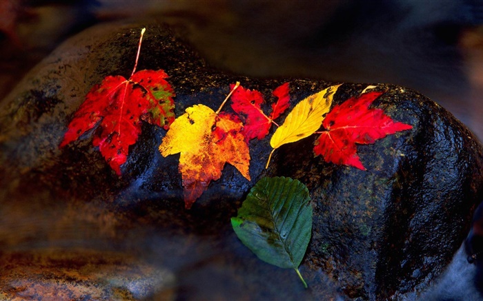 石頭，黃色的樹葉，流，秋天 桌布 圖片