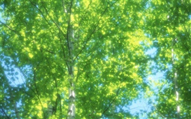 夏季白樺林，太陽，模糊 高清桌布