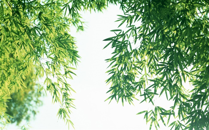 夏季的清新竹葉 桌布 圖片