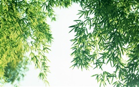 夏季的清新竹葉 高清桌布