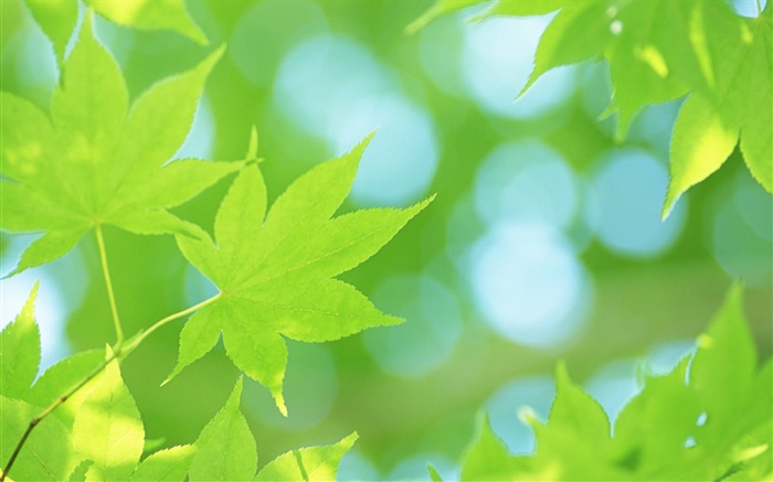 夏天，綠色楓葉 桌布 圖片