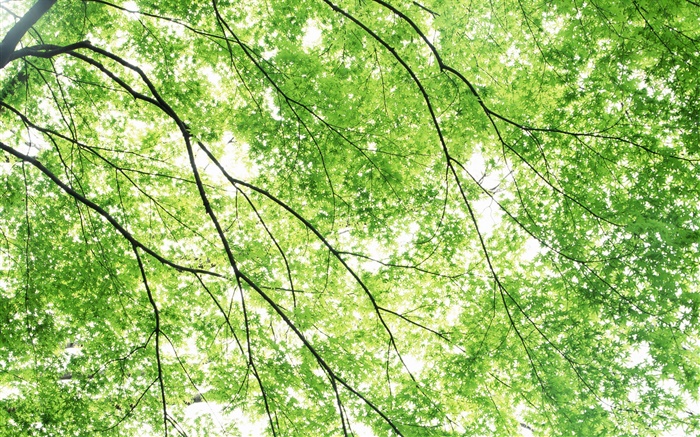 夏天，槭樹，綠色，太陽光線 桌布 圖片
