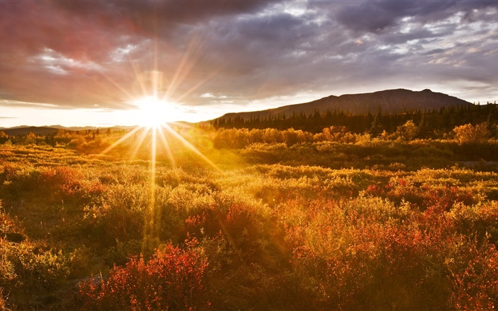 日落，草，迪納利國家公園，阿拉斯加，美國 桌布 圖片