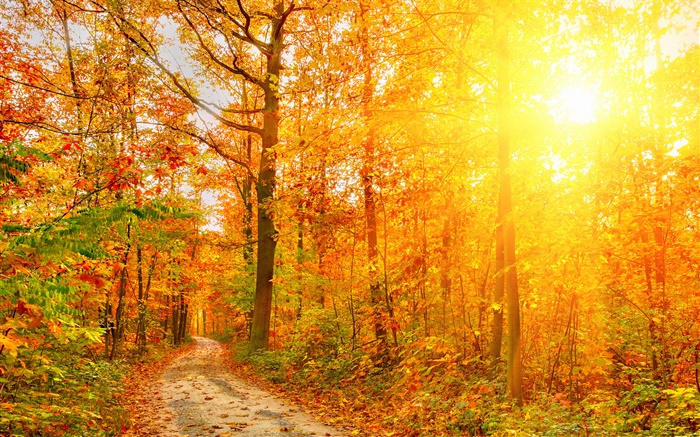 陽光，樹木，森林，秋天，路徑 桌布 圖片