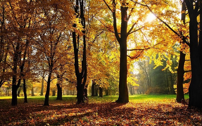 樹木，秋天，紅葉，太陽光線 桌布 圖片
