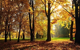 樹木，秋天，紅葉，太陽光線 高清桌布