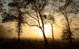樹，馬，早晨，霧，日出 高清桌布