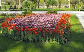 在公園的鬱金香花 高清桌布
