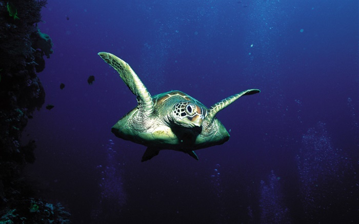 海龜，深海 桌布 圖片