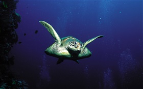 海龜，深海 高清桌布