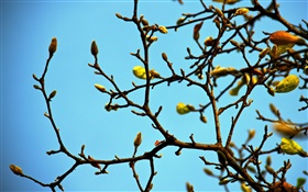 小枝，芽，春，藍天 高清桌布