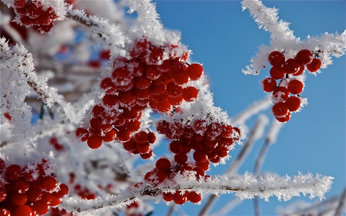 小枝，紅果，雪，冰 桌布 圖片