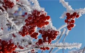 小枝，紅果，雪，冰
