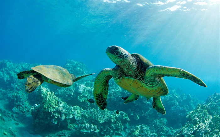 兩個綠海龜，在水下，珊瑚，毛伊島 桌布 圖片
