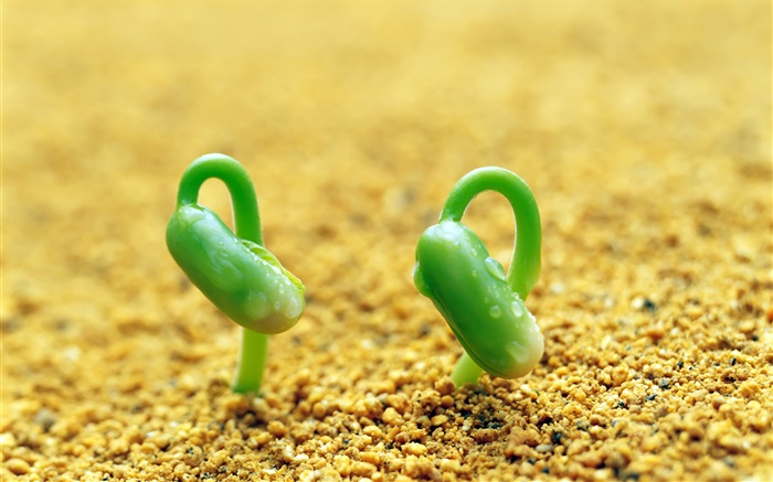 兩個綠豆芽，沙子，春天 桌布 圖片