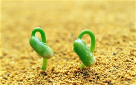 兩個綠豆芽，沙子，春天 高清桌布