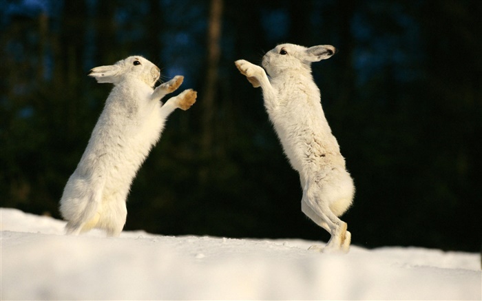 兩隻兔子玩耍 桌布 圖片