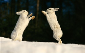 兩隻兔子玩耍 高清桌布
