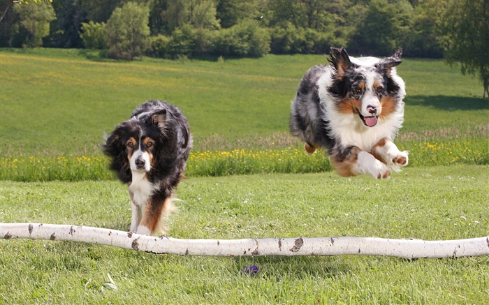 兩隻奔跑的狗 桌布 圖片