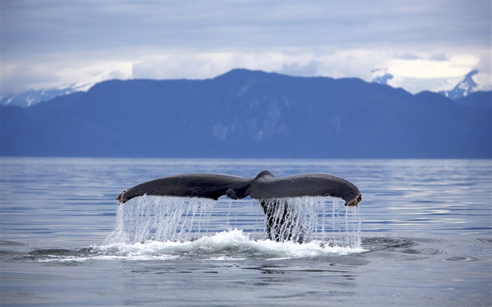 美國，阿拉斯加，座頭鯨尾巴 桌布 圖片