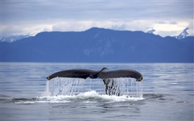 美國，阿拉斯加，座頭鯨尾巴 高清桌布