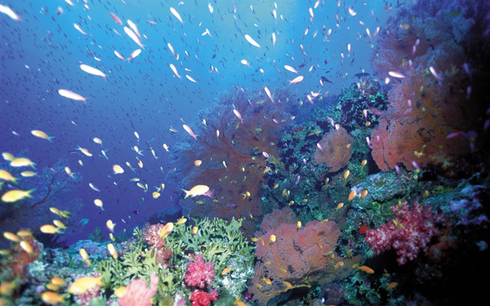 水下，魚，珊瑚，海 桌布 圖片