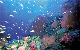 水下，魚，珊瑚，海 高清桌布