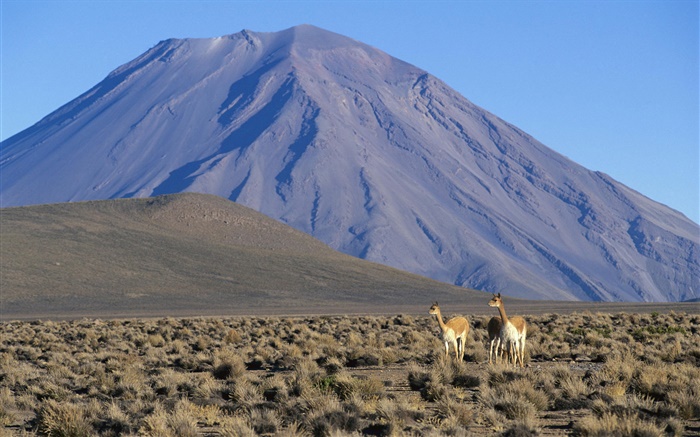 駱馬，米斯蒂火山，秘魯 桌布 圖片