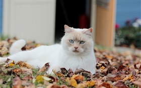 白貓，葉子 高清桌布