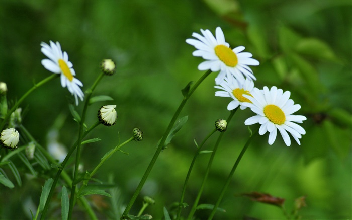 白菊花，綠色背景 桌布 圖片