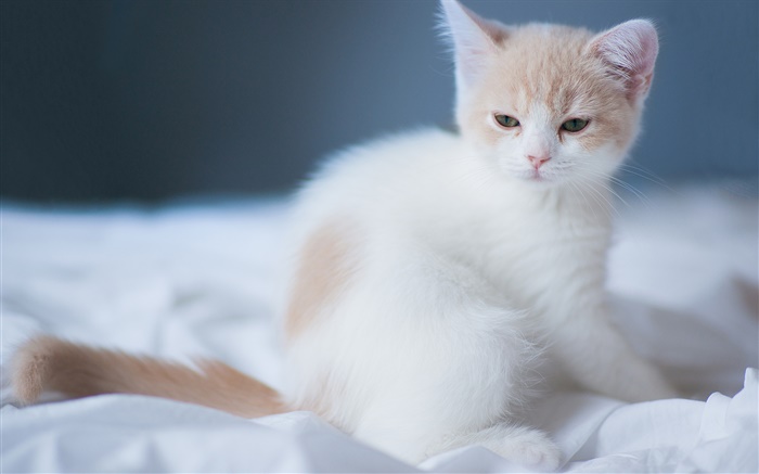 白色的可愛的小貓 桌布 圖片