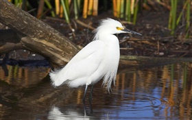白羽鳥，池塘