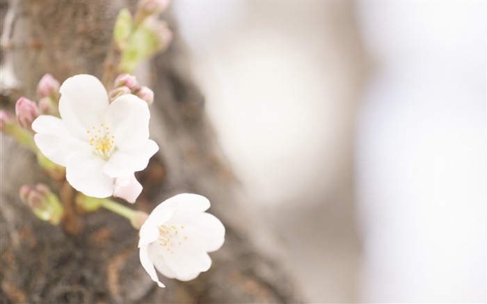 白色花朵的特寫，春天 桌布 圖片