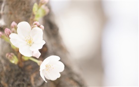 白色花朵的特寫，春天 高清桌布