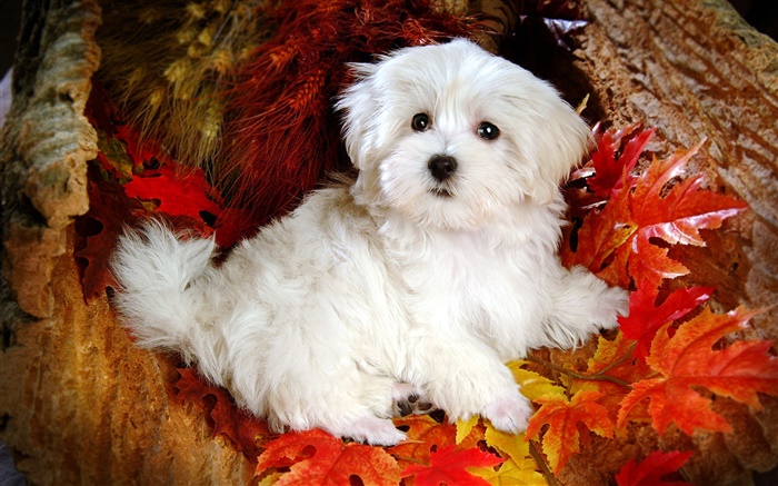 白毛茸茸的狗，紅葉 桌布 圖片