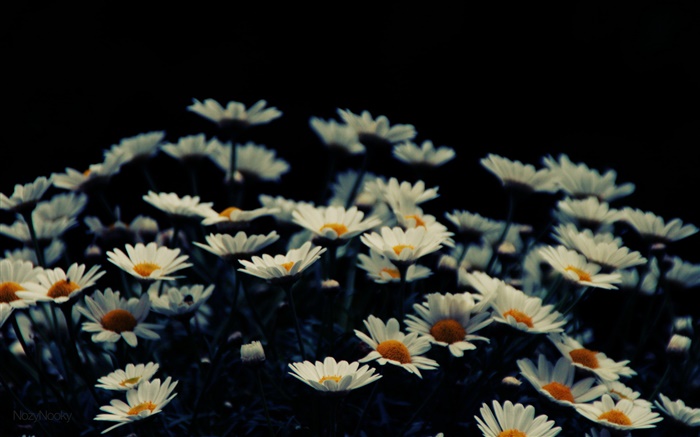 白色的小花朵，背景虛化 桌布 圖片