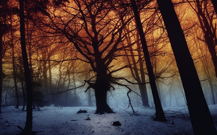 冬季，森林，樹木，黎明 桌布 圖片