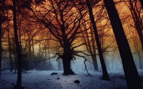 冬季，森林，樹木，黎明 高清桌布