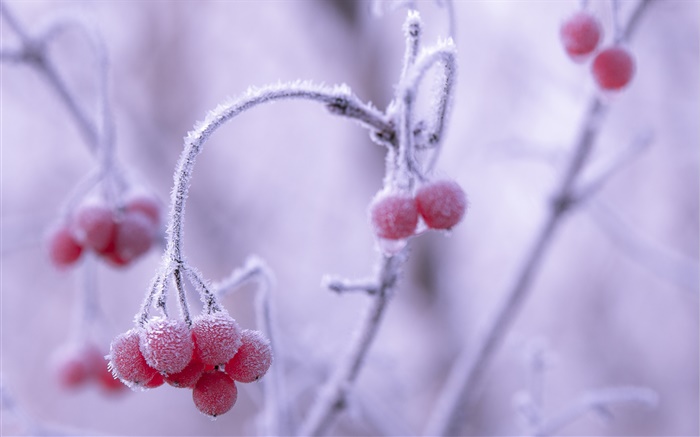 冬天，霜，紅色漿果，背景虛化 桌布 圖片