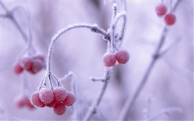 冬天，霜，紅色漿果，背景虛化 高清桌布