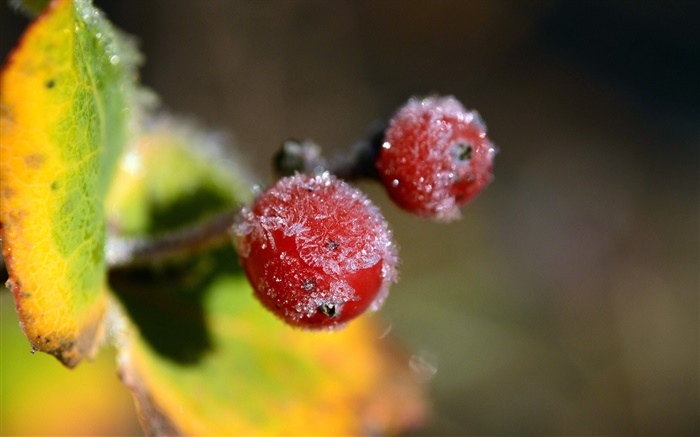 冬季，紅色漿果特寫鏡頭，葉子 桌布 圖片